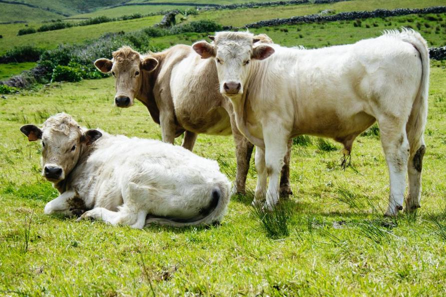Koeien Azoren